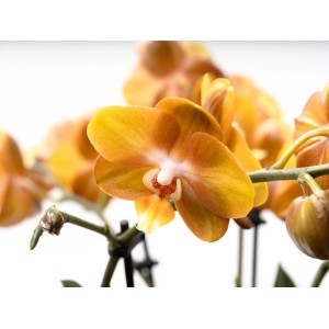 Detail: Oranžová motýlia orchidea 'Las Vegas' od GROW by OBI, kvetináč Ø 12 cm.