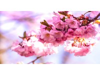 Bondecor Obraz, tlačené plátno Flora 80 x 150 cm