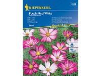 Kiepenkerl Krásenka Purple Red White