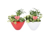 Aranžmán izbových rastlín v keramickom kvetináči, pr. kv. cca 16 cm