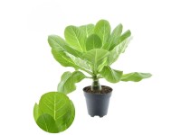 GROW by OBI Havajská palma (Brighamia insignis), pr. 12 cm