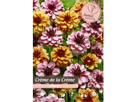 Zmes georgín Créme de la Créme