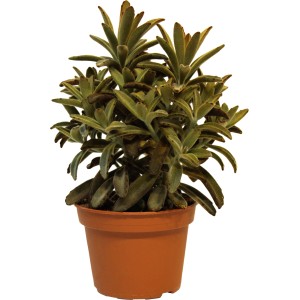 Mix Crassula (strom peňazí) v hnedom kvetináči, nenáročná sukulentná rastlina na slnečné miesta.