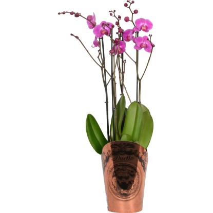 Orchidea motýľokvetá 4 výhonky Duetto Mix priemer kvetináča cca 17 cm