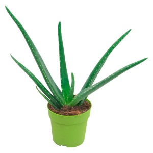 Aloe vera v kvetináči (12 cm), výška cca 15-20 cm. Dekoratívny sukulent s zelenými listami.