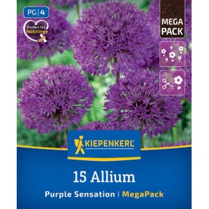 Kiepenkerl Allium Purple Sensation Mega-Pack. 15 fialových guľovitých kvetov, ktoré lákajú opeľovače.
