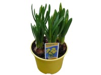 Narcis (Narcissus) žltý priemer kvetináča cca 12 cm