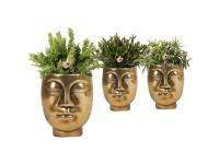 Koralový kaktus (Rhipsalis) rôzne druhy v keramickom kvetináči 9 cm