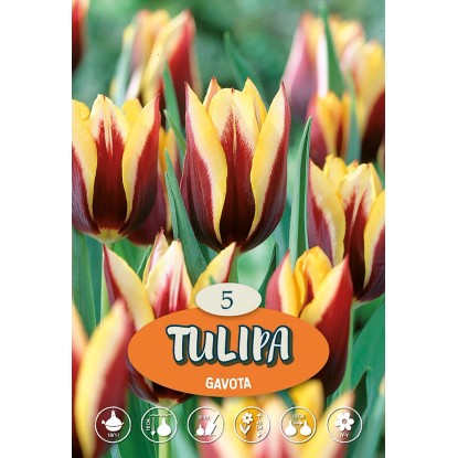 Tulipány Gavota