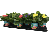 Prvosienka bezbyľová so zaujímavým kvetom, vo voskovanom obale