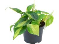 Alokzia (Alocasia zebrina), pr. kvetina cca 19 cm
