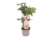 GROW by OBI Rajčina jedlá kríčková (Lycopersicon lycopersicum) Pick&Joy, pr.14cm GROW by OBI Rajčina jedlá kríčková (Lycopersicon lycopersicum) Pick&Joy, pr.14cm
