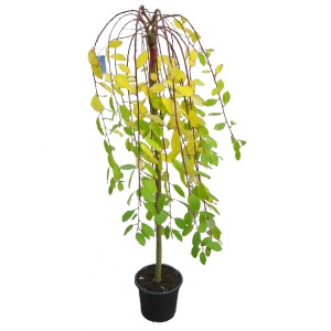 Japonská vŕba (Salix integra) v kvetináči so žltozelenými listami.