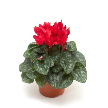 Cyklámen izbový pr. kvetináča 12 cm, farebný mix