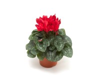 Cyklámen červený výška 25 cm