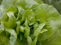 Šalát hlávkový, miska s 10 - 12 kusmi