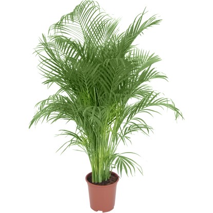 Palma Dypsis lutescens výška cca 150 - 160 cm priemer 27 cm Areca Dypsis