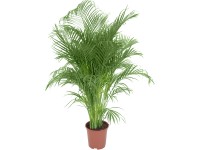 Palma Dypsis lutescens výška cca 150 - 160 cm priemer 27 cm Areca Dypsis