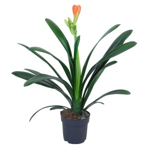 Klívie v kvetináči s oranžovým kvetom a zelenými listami. Kvitnúca rastlina od GROW by OBI.