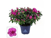 GROW by OBI Penisník (Rhododendron hyb.) 
