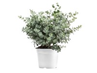 Landgard Eukalyptus Gunnov (Eucalyptus gunnii) ker cca výška 30-40 cm, pr. 14cm