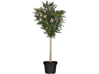 GROW by OBI Oleander obyčajný ružový (Nerium Oleander) 40-60 cm, pr. 25 cm