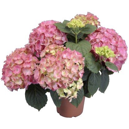 Izbová hortenzia ružová pr. kvetináča cca 14 cm
