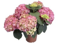 GROW by OBI Izbová hortenzia kalinolistá priemer kvetináča cca 14 cm ružová