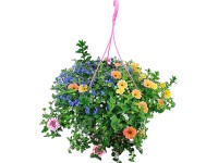 Závesný kôš s mixom trvaliek, pr. kv. cca 25 cm