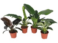 Filodendron (Philodendron), rôzne odrody, pr. cca 14 x 40 - 50 cm
