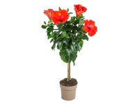 GROW by OBI Ibištek čínska ruža (rosa-sinensis) oranžový cca 70 cm
