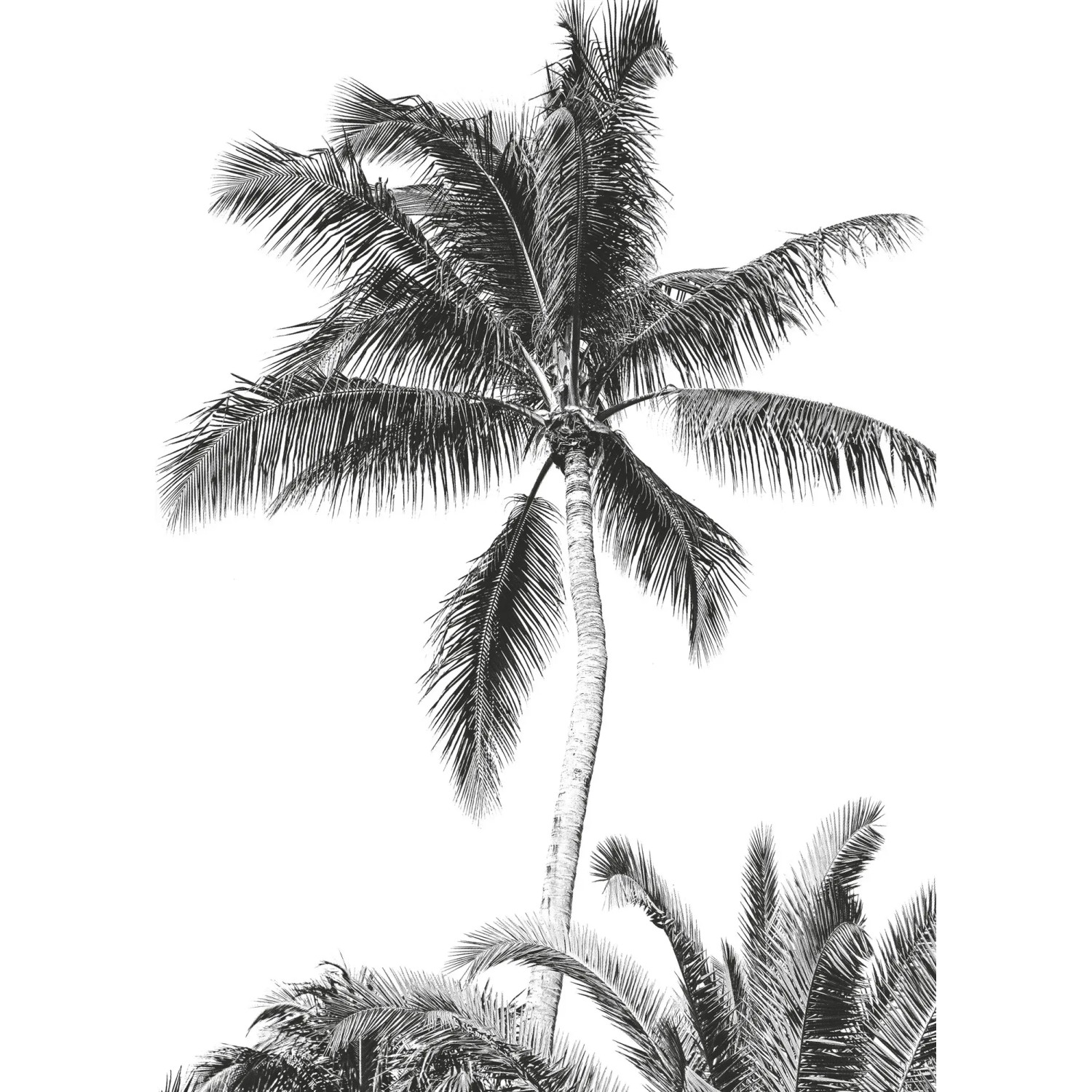 E-shop Komar Vliesová fototapeta Retro Palm 200 x 280 cm