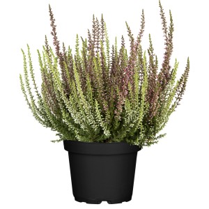 Vres Garden Twin Girls v kvetináči, Calluna vulgaris s ružovými a bielymi kvetmi.