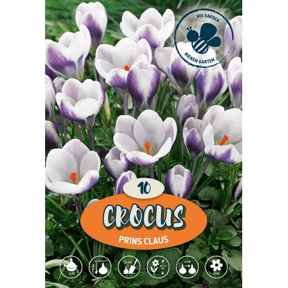 Krókus botanický Prins Claus