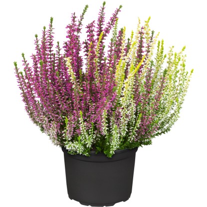 Vresy Gardengirls Twingirls odolný proti zime priemer kvetináča cca 11 cm