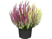 Vresy Gardengirls Twingirls odolný proti zime priemer kvetináča cca 11 cm