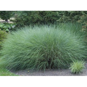 GROW by OBI Čínska tráva Gracillimus v kvetináči, dekoratívna okrasná tráva s jemnými stonkami.