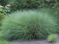 Grow by OBI Ozdobnica čínska (Miscanthus s.) Gracillimus, strieb., pr. cca 23 cm