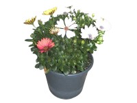 Landgard Kapská margaréta (Osteospermum) Trio cca výška 20-30 cm, pr. 17 cm