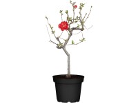 OBI Dulovec japonský (Chaenomeles) výška 40-50 cm, 3,5 l