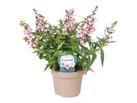 Angelonie (Angelonia hybrid), rôzne farby, výška cca 20-30 cm, pr. kv. cca 12 cm