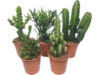 Mix mliečnikov z Teneriffe priemer kvetináča cca 17 cm Euphorbia