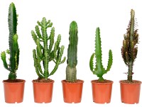 Mliečnik rôzna výška cca 40 - 55 cm priemer kvetináča cca 17 cm Euphorbia