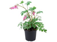 Royal Lemkes Srdcovka nádherná (Dicentra spectabilis) pr. 17 cm