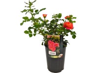 Ružový ker licenčný sortiment rôzne farby kvetináč cca 3 l