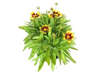 GROW by OBI Krásnoočko veľkokveté (Coreopsis grandiflora) 