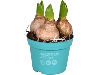 Hyacint (Hyacinthus) 