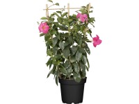 OBI Mandevila priemer kvetináča cca 21 cm Mandevilla