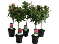 Ruže na kmeni rôzne druhy výška cca 50 cm priemer kvetináča cca 19 cm