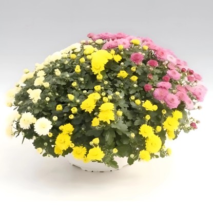 Q-Flower Chryzantéma indický (Chrysanthemum indicum) "Sunsate Trio" pr. cca 17cm